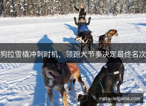 狗拉雪橇冲刺时机，领跑犬节奏决定最终名次